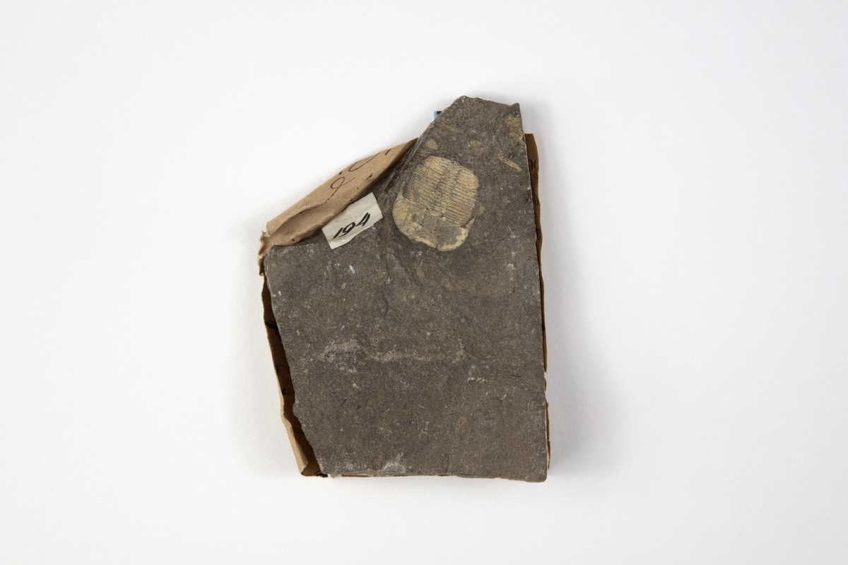 Ett fossil av en trilobit, en utdöd djurgrupp. Djuret är ett leddjur. Exemplaret kommer troligen från Prag i dåvarande Österrike-Ungern och ingår i Adolf Andersohns samling.
