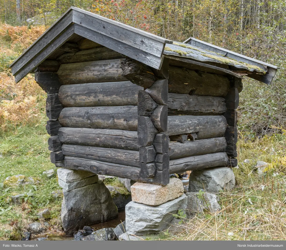 Kvenn