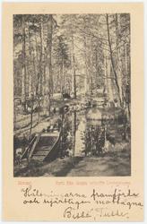 Vykort med motiv från Skansen. "Parti från skogen nedanför L