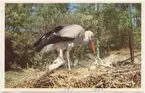 Vykort med motiv från Skansen. Vit stork med ungar.