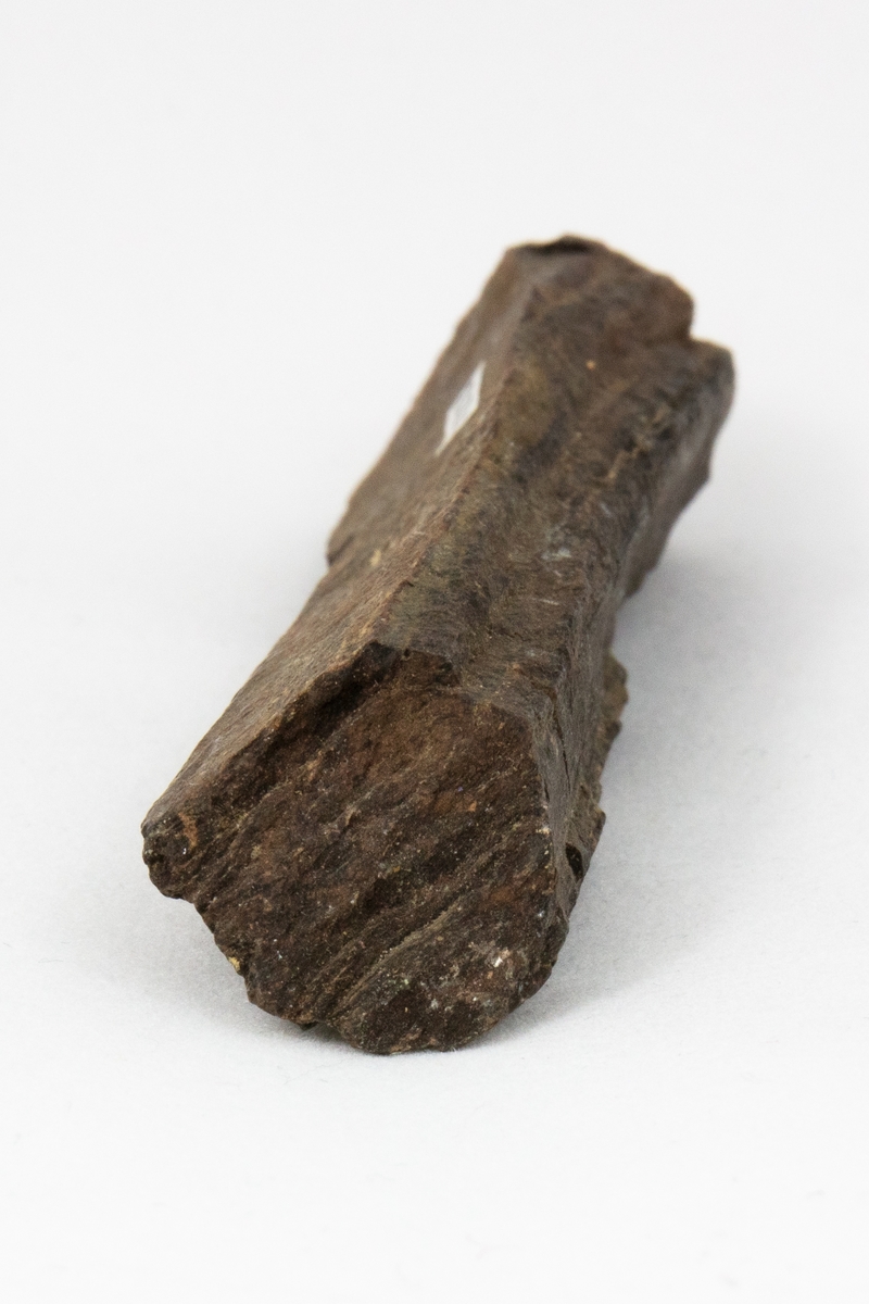 Fossilt trä kallas även för förkislat trä. Fossilt trä bildas då ett dött träds beståndsdelar utbyts ut genom cirkulerande vatten som medför sediment. Detta exemplar är en liten del av ett stort träd med en stor diameter. Stycket är suttit i ytterkanten vid barken. Exemplaret har okänt ursprung men ingår i Adolf Andersohns samling.

Bergart/Fossil/Mineral: palygorskit
Varietet: 
Klassificering: 
Paragenes: 

Land: 
Fyndplats: 

Stuffen ingår i samlingen från