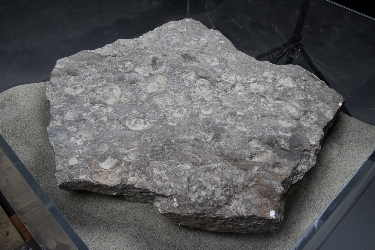 Fossil i glassmonter.
