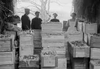 Lantbrukaren, fotografen och fruktodlaren Emil Durling stoltserar vid årets äppelskörd 1906. Genom Svenska Dagbladet får vi för detta år veta att Durling erbjöd fri frakt till Stockholm mot efterkrav. Äppelsorten Codlin omnämns på dessa villkor kosta 23 öre per kilo. Durlings medhjälpare på bilden har inte identifierats.