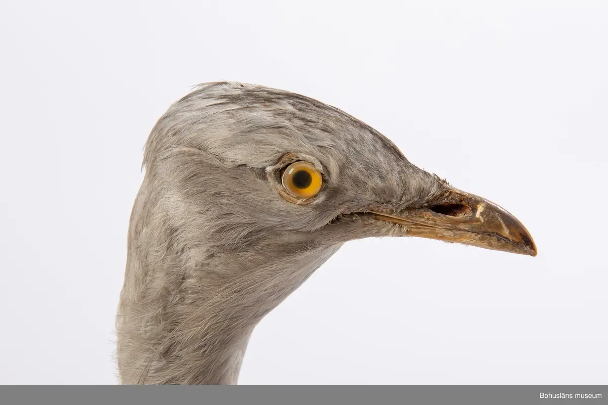 Gammal hane. Kihls ägor, Tjörn, Bohuslän 1877. Enl. A.W. Malm (Göteborgs och Bohusläns Fauna, Ryggradsdjuren. Göteborg 1877) ertappades detta exemplar skadat på gården Kil, Valla socken, Tjörn den 8/5 1877. Fågeln överlämnades till Uddevalla museum. Meddelat honom genom D:r Axel Ljungman (sid 645).

Fyndet är det enda som fram till år 2015 rapporterats från landskapet Bohuslän.

Uppgifter på föremålet:
No 159 Kca 301.
Otis tarda Linné 1758.
Stortrapp, hane, äldre.
Tjörn, Kihls ägor 1877.
Sk. av Doktor Axel o Herr Carl Ljungman i Sundby.

Lappkatalog: 
Kca 301. 3084 VII. 53:159. 
Stortrapp äldre hane. 
Kihls ägor Tjörn 1877.

Knut Adrian Anderssons katalog VII, 1907: 301.
159. Stortrapp Otis tarda Linné 1758. Hane, äldre.
Bohuslän, Tjörn, Kihls ägor 1877. 50 kr.