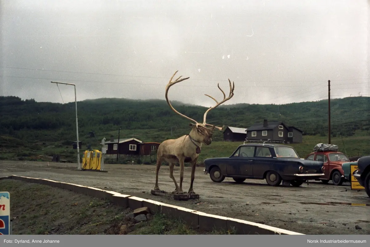 Tur til Røros. Biler parkert på bensinstasjon ved siden av reinsdyrskulptur. Hytter i bakgrunn