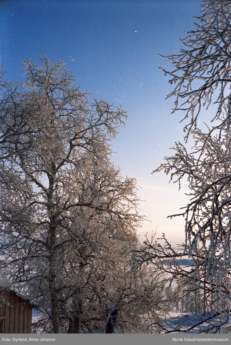 Snødekte trær på Øst-Førnes, Møsstrond