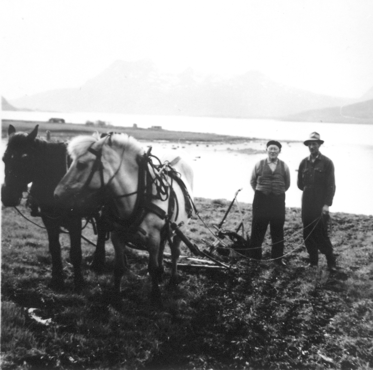 Arbeidsliv. Pløying på Nordvollmarka, Nesna cirka 1960. Til venstre Helge Juul. til høyre Konrad Mathisen