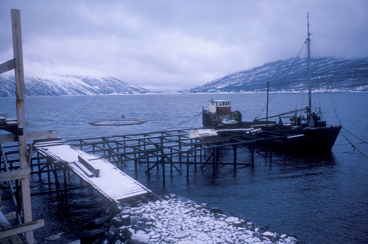 Narvik/Forsheim : Stillaset til venstre står foran B-bygget.  Her er kaia under oppføring. Prammen driver med pæling.