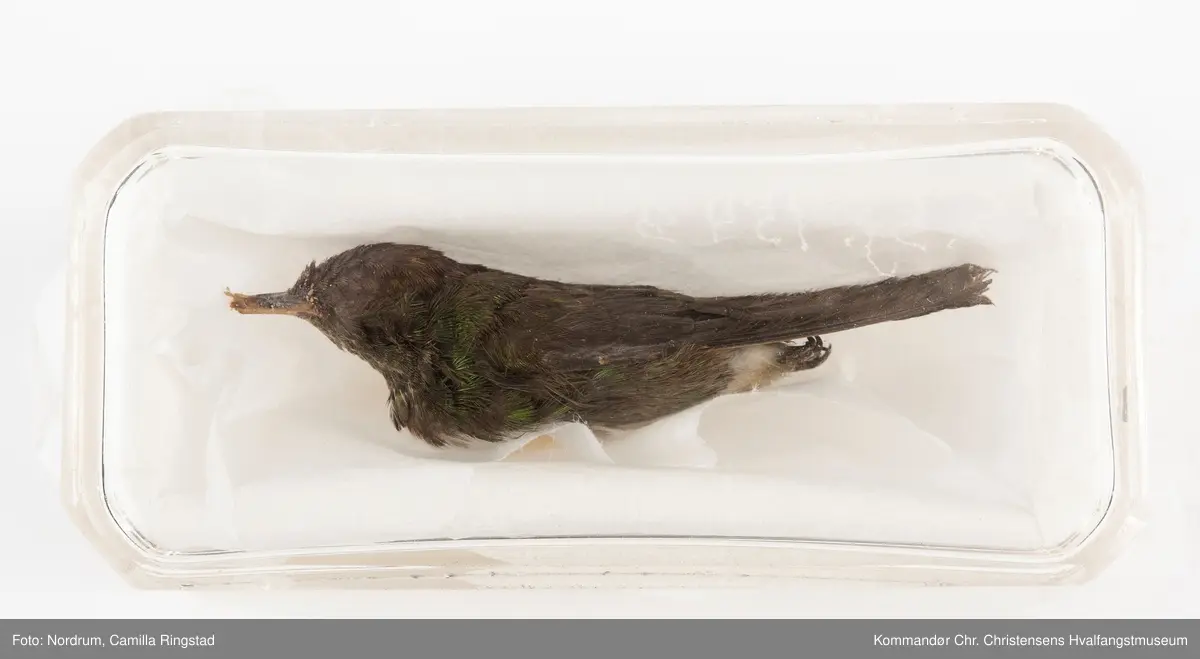 Kolibri i krystallglass