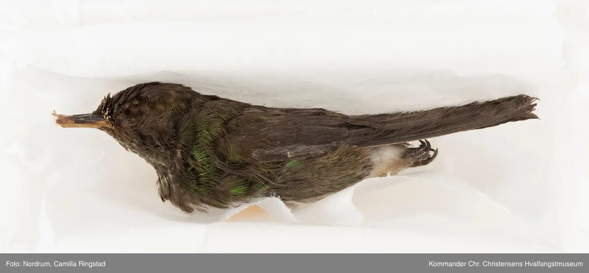 Kolibri i krystallglass