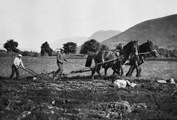 Ploughing, two men with horses and plough, Svanviken work camp.