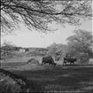 SOMMARHUS PÅ LÅNGÖ