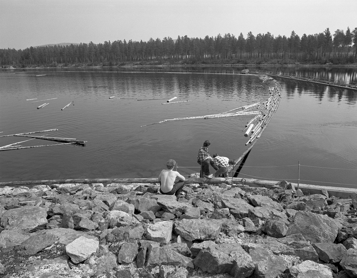 Tre fløtere, fotografert mens de var i ferd med å dra på plass ei stopplense like ovenfor Løpsjødammen i Renavassdraget, i Åmot i Hedmark. En fjerde fløter satt på damvollen og så på arbeidskameratene. Her skulle antakelig tømmeret stanses i påvente av optimale fløtingsforhold gjennom dammen og videre nedover til Renas sammenløp med Glomma - jfr. punkt V-3 i kontakten som er gjengitt under fanen «Opplysninger». Vi ser stivlensa som skulle føre tømmeret mot tømmerløpet i kraftverksdammen til høyre i bakgrunnen. Dette fotografiet ble tatt i 1984, som ble den siste sesongen det ble fløtet tømmer i denne delen av Glommavassdraget. Løpet kraftverk ble bygd for Hamar, Vang og Furnes kraftselskap i 1969-1970. De siste åra det var fløting i den øvre delen av vassdraget måtte tømmeret altså gjennom denne dammen. Regulanten skulle betale for de ekstrakostnadene ekspedisjonen gjennom dammen innebar for Glomma fellesfløtingsforening.