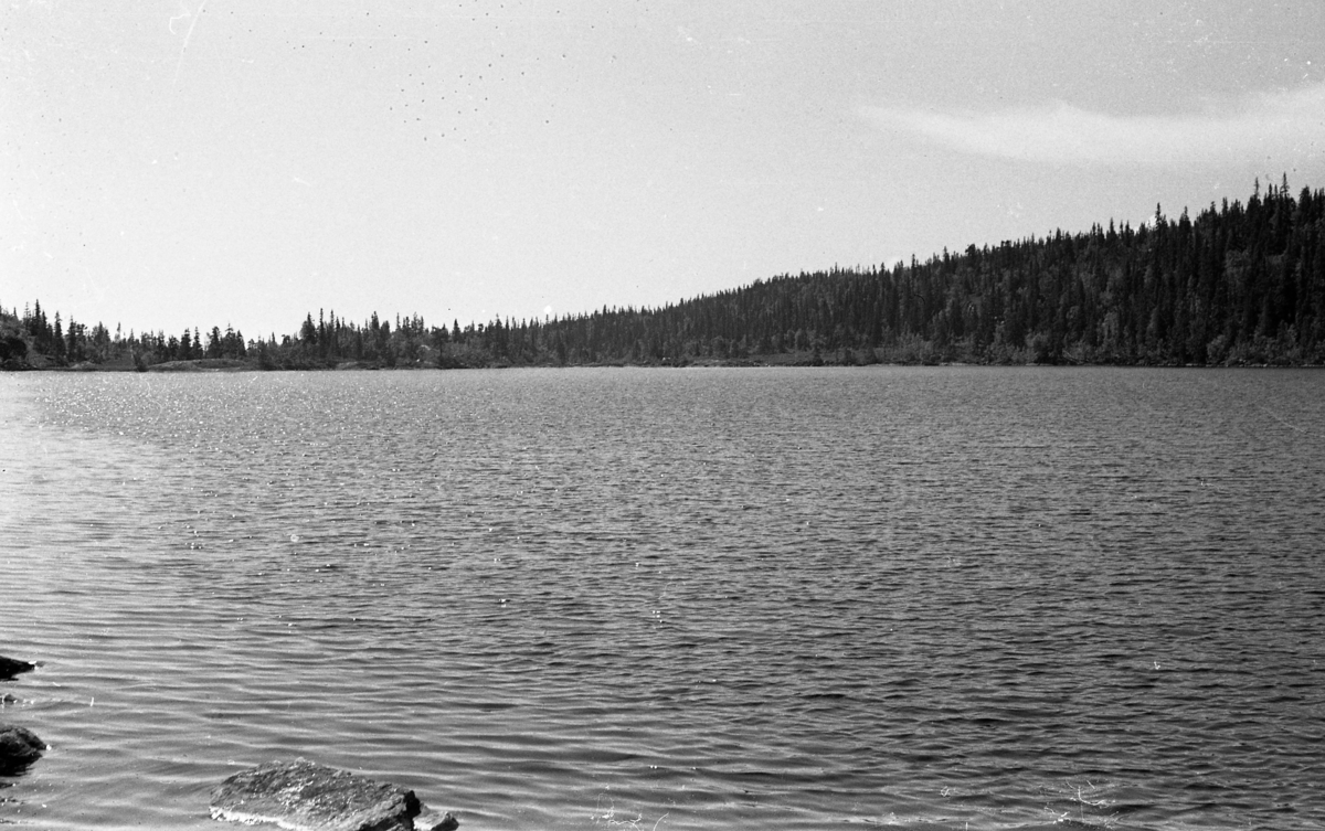 Kjøla. Bildet er tatt i juli 1953.