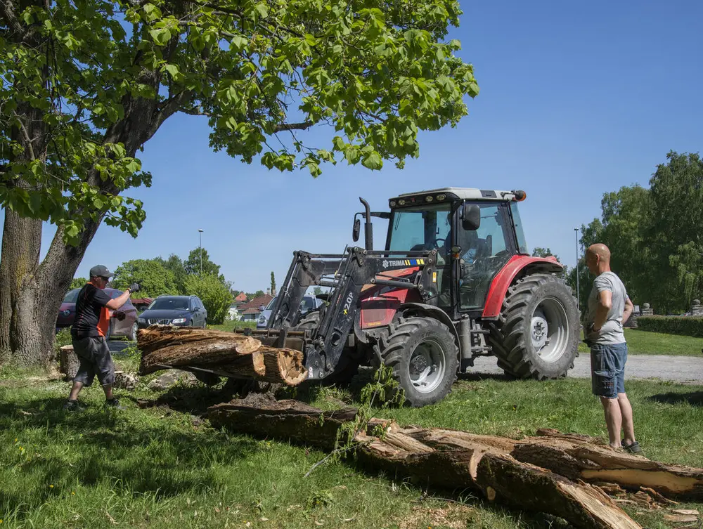 En rød traktor med hytte og frontlaster brukes til å flytte på tømmerstokker en flott maidag med knallblå himmel og vakkert grønt gress. To personer står i sommerklær og bivåner hendelsen, den ene i skyggen av et rognetre i blomst.