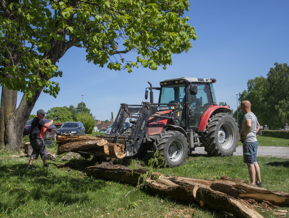 En rød traktor med hytte og frontlaster brukes til å flytte på tømmerstokker en flott maidag med knallblå himmel og vakkert grønt gress. To personer står i sommerklær og bivåner hendelsen, den ene i skyggen av et rognetre i blomst.