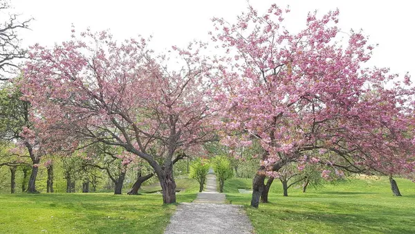 Kirsebærtrær. Rød Herregård i mai.