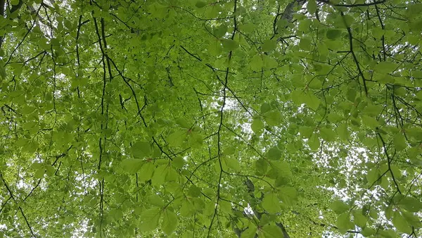 Blader. Rød Herregård i mai.