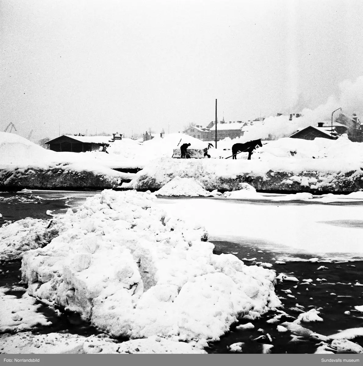 Snöröjning 1951. Hästar och lastbilar tippar sina snölass i Selångersåns mynning.