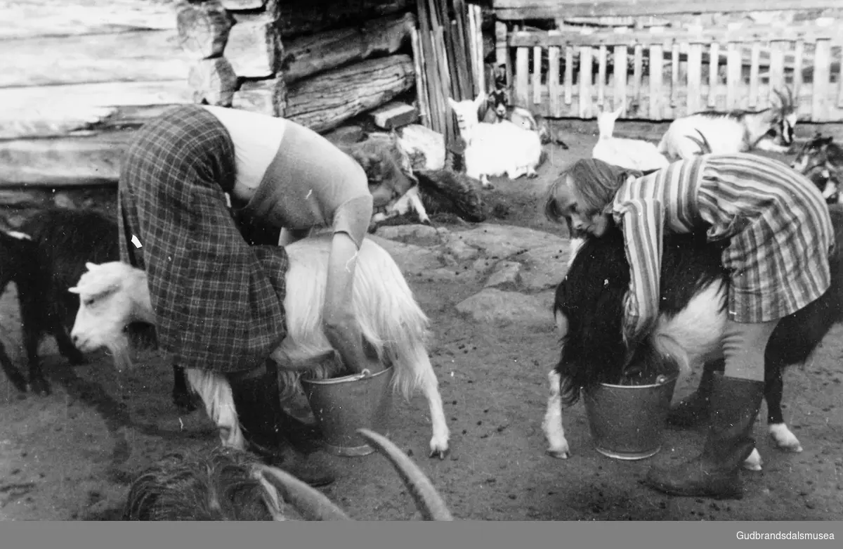 Geitmjølking på Ånstadsætra på Billingen 1951-1952.  
F.v.: Brynhild Øyberg (f. 1925 g. Dagsgård) og Mari Fosstuen (f. 1941 g. Fossmo)