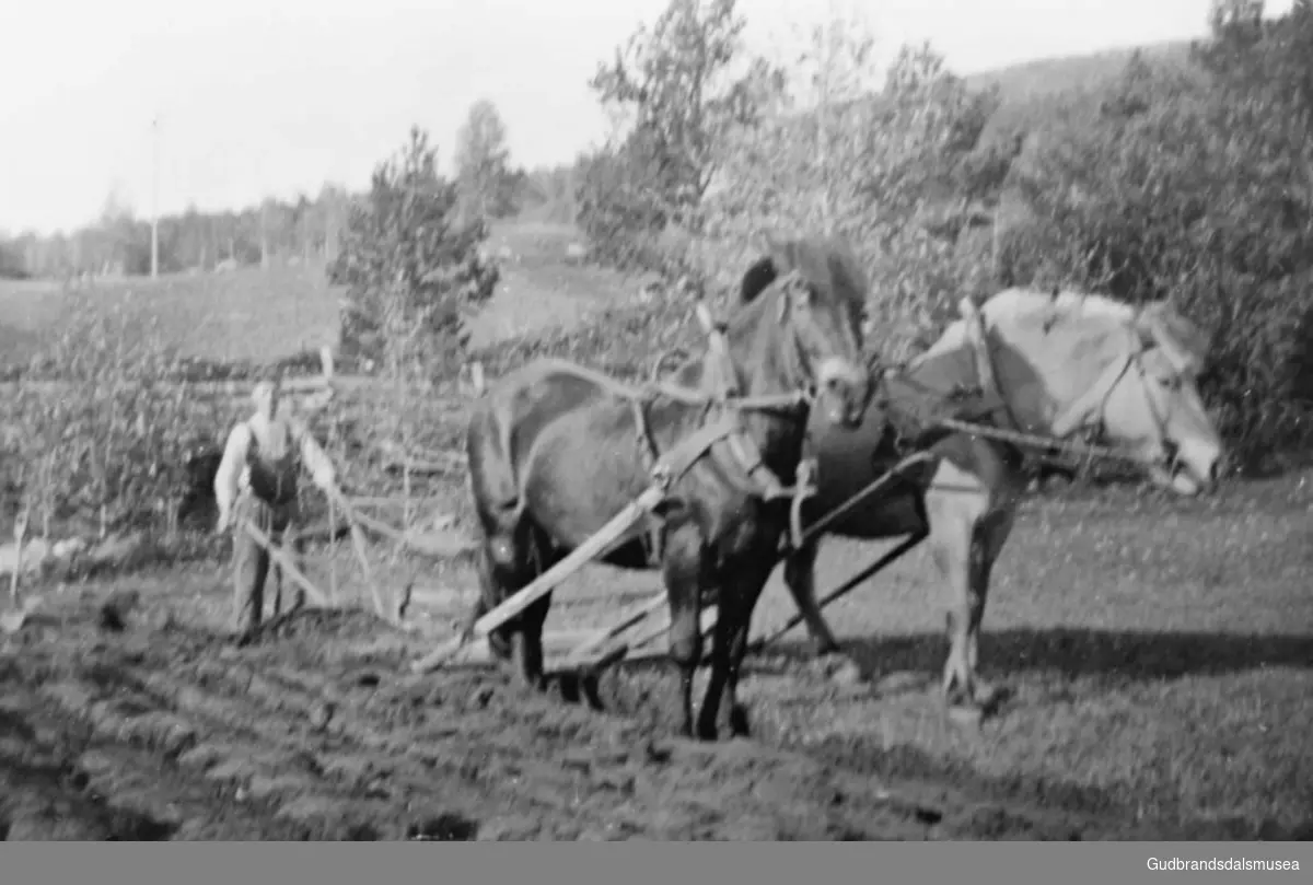 Einar Morken pløyer med 2 hester.