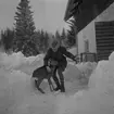 Rådjur i Ramshyttan. 
13 februari 1959.