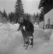 Rådjur i Ramshyttan. 
13 februari 1959.