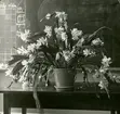 Kaktéer och andra blommor i Rungården 1916.