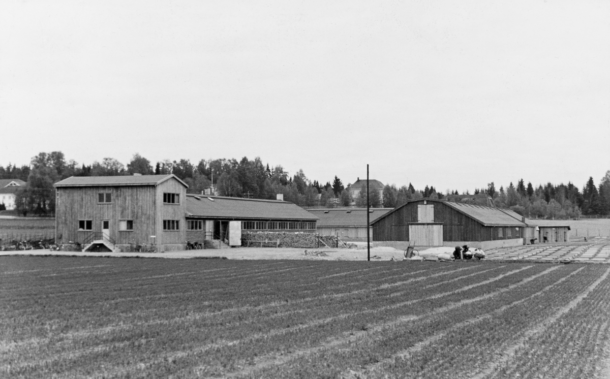 Sønsterud planteskole i Åsnes, Hedmark.  Fotografiet viser kontorbygningen samt lager- og pakkhus på planteskolen.  På åkerflata i forgrunnen er det plantesenger.  

Den betydelige jord- og skogeiendommen Sønsterud ble kommunal eiendom fra 1896.  Garden hadde hatt skysstasjon og gjestgiveri, og med den kommunale overtakelsen ble den også noe av et sentrum i den kommunale virksomheten med lokaler for herredsstyre- og formannskapsmøter, bank, gamlehjem og møtested fra mange av bygdas nye organisasjoner.  I forbindelse med den store skogkulturplanen myndighetene lanserte i slutten av 1930-åra overtok staten åkerjorda på Sønsterud til skogplanteskoledrift.  Her var det over 300 mål dyrket mark som - om ønskelig - kunne disponeres til slik planteproduksjon.  Statskonsulenten i skogkultur, Waldemar Opsahl, så for seg en produksjon som skulle bygges opp til 12 millioner planter fra 1943-sesongen av.  Så raskt gikk det ikke.  Mens planteskolen sysselsatte 200-250 mennesker i høysesongen i de par første åra før krigsutbruddet, ble arbeidskraft en minimumsfaktor i krigsåra, da det viste seg vanskelig å mobilisere mer enn 80-90 personer til skogplanteproduksjonen.  Etter krigen satset derfor statskonsulent Opsahl og planteskoleledelsen sterkt på mekanisering av produksjonen ved anlegget.  Det ble eksperimentert med nye tekniske hjelpemidler, som etter hvert også fikk innpass i andre planteskoler.  Gjennom flere tiår etter 2. verdenskrig, så lenge skogplanter ble produsert på friland, var Sønsterud Norges største planteskole.  Virksomheten var statseid fram til 1999, da den som ledd i en politisk initiert privatiseringsbølge ble overlatt til et aksjeselskap, der Hedmark Skogselskap var største aksjonær. 

Kontorbygningen (til venstre på dette fotografiet), som var drøyt 46 meter lang og 12 meter bred, ble bygd i 1939. Mesteparten av denne bygningen var oppført i en etasje med 2,5 meters gesimshøyde, men i den vestre enden fikk bygningen to etasjer og 5 meters gesimshøyde. Dette huset inneholdt spisesal med plass til opptil 350 personer, bestyrerkontor og lønningskontor, lagerrom og smie. Smia hadde ildfaste vegger av betong og murstein, ellers var dette en bordkledd bindingsverksbygning. Pakkhuset, til høyre for kontorbygningen, var oppført i vinkel, med et pakkhus som var nesten 34 meter langt og er lagerhus som var drøyt 41 meter langt, begge 12 meter brede og i en etasje med samme gesimshøyde som størstedelen av kontorbygningen hadde. Også dette var en bordkledd bindingsverkskonstruksjon. I tillegg var det to utedoer på planteskolen.


Det var ikke bare planteskolen som gjorde Sønsterud-miljøet viktig for skognæringa. I 1942 hadde Arbeidstjenesten drevet sin virksomhet her, med ungdom som skulle "bygge landet", blant annet ved å rydde nytt land. Etter krigen ble de tre brakkene Arbeidstjenesten hadde disponert overlatt til en yrkesskole for skogsarbeidere, som i første omgang tilbød månedlange yrkeskurs for skogsarbeidere. Virksomheten her ble etter hvert videreutviklet til en regulær yrkesskole med årslange undervisningsopplegg. 

Fotografiet er hentet fra et kartotek som ble samlet av Waldemar Opsahl, som var statskonsulent for skogkultursektoren fra 1936 til sin død i 1954.  Arkivet ble overlatt til Norsk Skogbruksmuseum i Tore Fossums bestyrertid.  Opsahl har antakelig tatt de fleste av bildene i arkivet.  Materialet består av pappkort med opplimte kopier av svart-hvitt-fotografier.  Kortet med dette fotografiet på er merket "A. K. 2" og "(788)".  En pålimt gul lapp har følgende tekst:

"Sønsterud Planteskole. Kontorbygning, lager og pakkhus.  W. O. fot. 1940. "