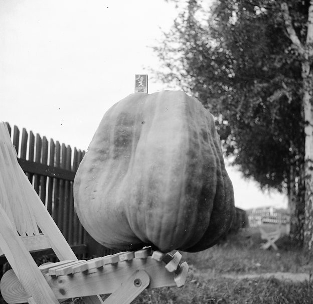 Pumpa på en stol.