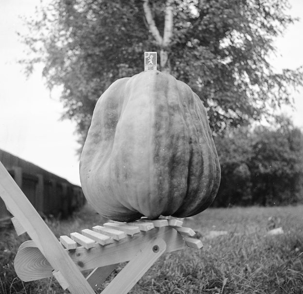 Pumpa på en stol.