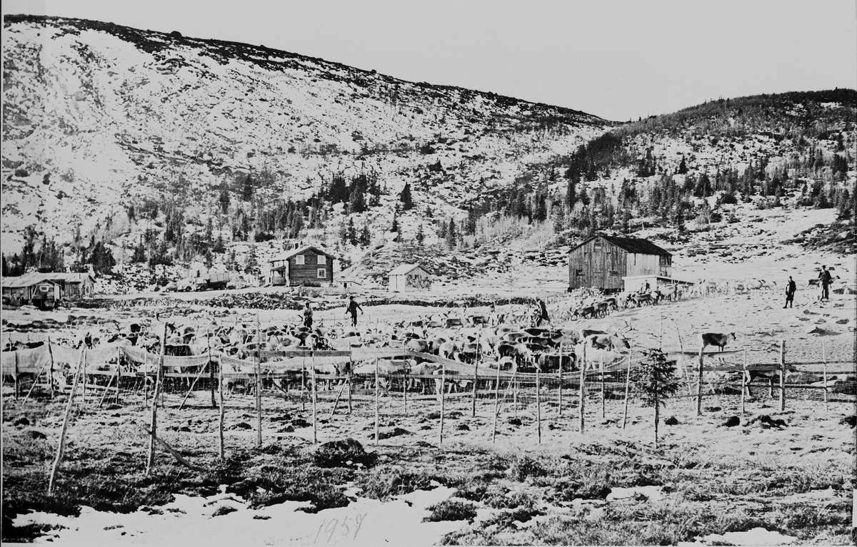 Skilling av tamreim på Flatvollen seter i Flå kommune på grensa til Sigdal. Bildet tatt mot vest. 1957.