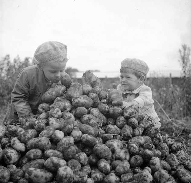 Barn (2) vid en hög med potatis.