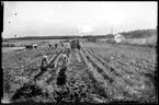 Potatisupptagning på Kråkhult i Ransberg