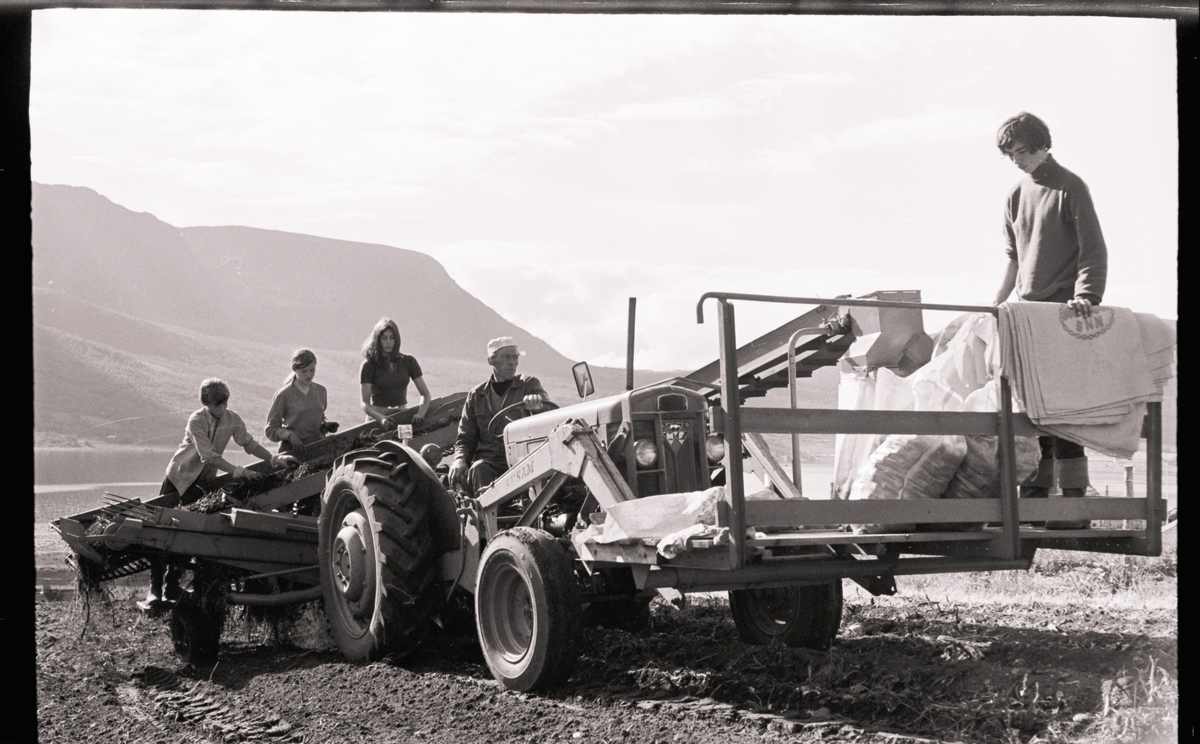 Potetopptak i Kasfjord.