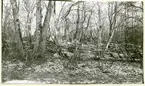 Rytterne sn, Västerås. Åholmen.
Åholmen naturreservat. 1956.