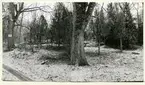 Rytterne sn, Västerås. Åholmen.
Åholmen naturreservat. 1956.