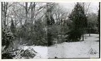 Rytterne sn, Västerås. Åholmen.
Åholmen naturreservat. 1956.