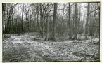 Rytterne sn, Västerås. Åholmen.
Åholmen naturreservat. 1956.