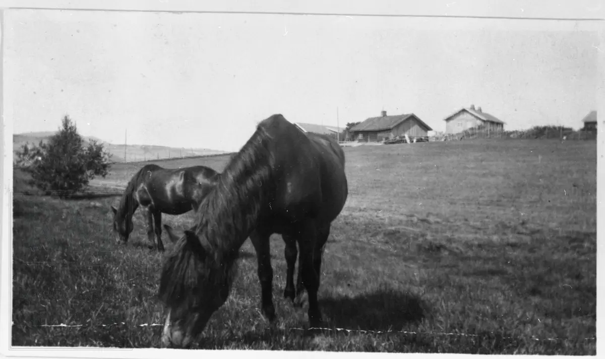 I forgrunnen to hester på beite, i bakgrunnen sees Gisleberg gård.