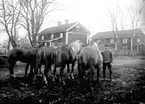 EN MAN MED SINA FEM PRÄKTIGA HÄSTAR FRAMFÖR GÅRDENS MANBYGGNADER.

Foto i april 1918.