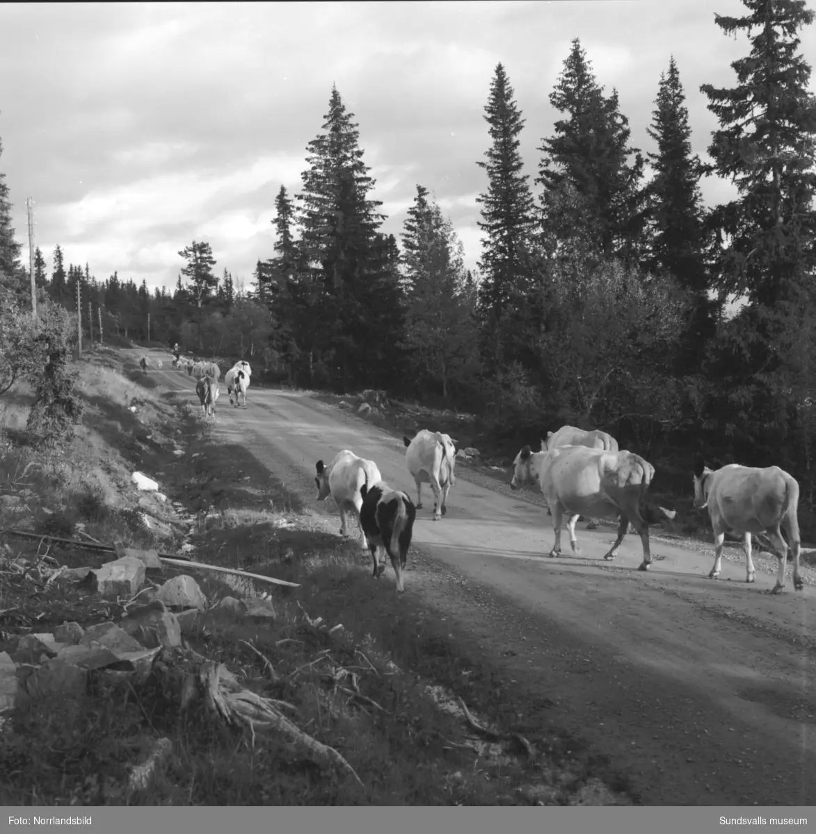 Reportagebilder för Dagens Nyheter om den så kallade skolstrejken i Högvålen. En grupp sjundeklassare i Högvålen, Härjedalen, fick under en tid skolskjuts av polisman Härje Bäckström för att ta sig till skolan i Funäsdalen. Fyra av barnen på bilderna är Elin Dahl, Birgit Halvarsson, Einar Höglund och John Olof Halvarsson.