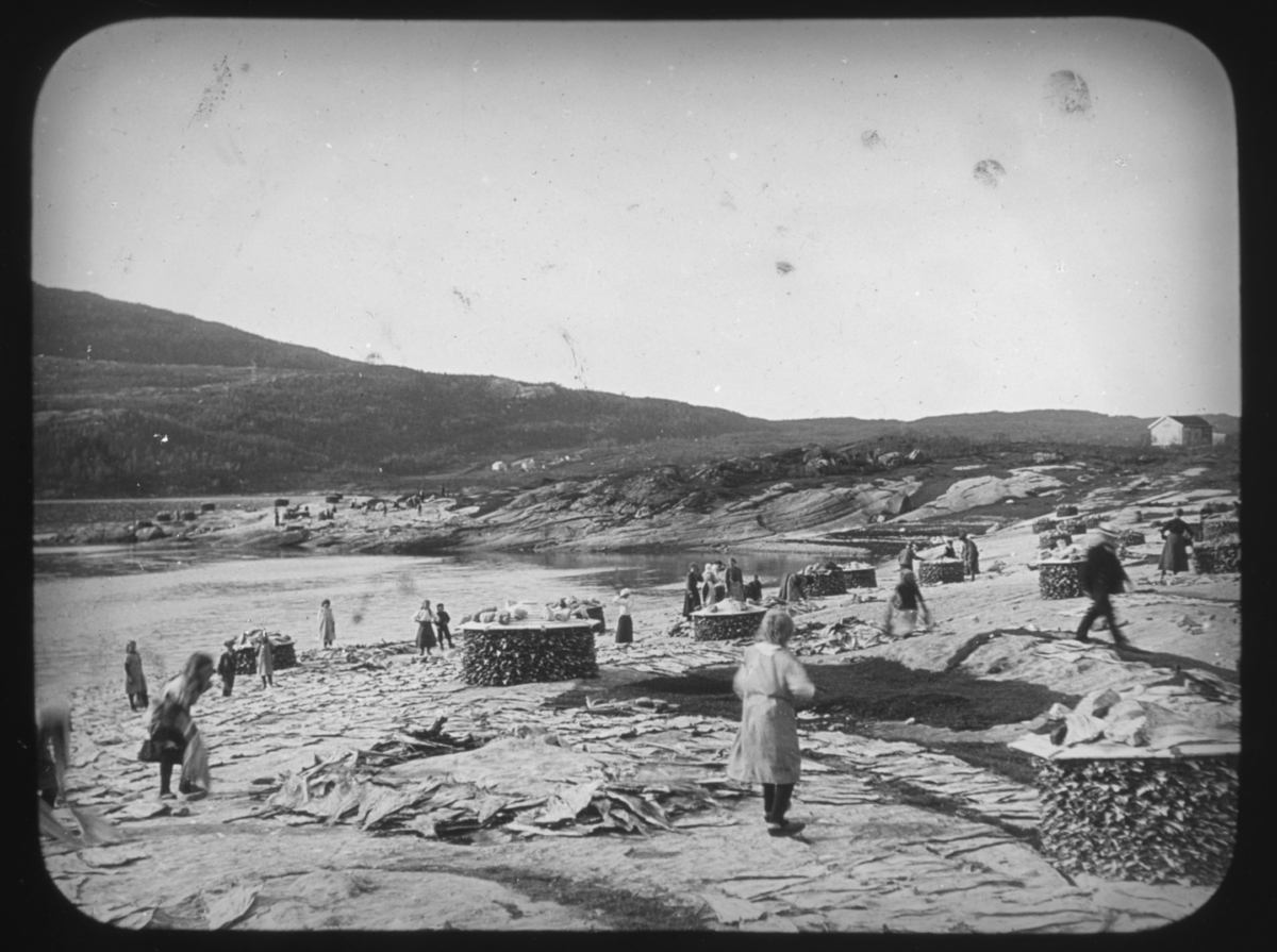 "Det Nordlige Norge". Serie 109. Nr. 5. står det på glassplaten. Tørking av klippfisk. Bildet viser mennesker som jobber med klippfisk. Fisken legges utover svaberg, til tørk. Den tørre fisken er så stablet i store sirkler, beskyttet for regnet med et dekke på toppen. I bakgrunnen ser man bebyggelse ved sjøen. Vi ser både kvinner og barn i arbeid med å legge ut fisk på svabergene. Til høyre i bildet skimtes en mann med hvit stråhatt med bånd og sort dress på vei ut av bildet. Hele området er tatt i bruk, også i bakgrunnen. Hver stabel har et sirkelrundt skrått tak som holdes på plass med store steiner. Noen få hus kan skimtes i bakgrunnen. 
Bildeserien av botaniker Hanna Resvoll-Holmsen er fra Nordland, Troms og Finnmark. Vi vet at hun tilbrakte endel tid i Lebesby, Finnmark, i 1909. Fotoserien er sannsynligvis tatt på reisen nordover og i Øst-Finnmark. Botaniker Hanna Resvoll Holmsen fikk et reisestipend fra Universitetet i Oslo for å kartlegge arktisk vegetasjon i 1909. To foredrag om en ekspedisjon til Svalbard i 1907 ga grunnlag for et reisestipendet fra Oslo Universitet til Øst-Finnmark i 1909. Hanna Resvoll-Holmsens Svalbardekspedisjon kom i stand med støtte fra fyrsten av Monaco, som ville gi ut en bok om Svalbard. Hanna gikk alene i land på Svalbard i juli 1907 og tilbrakte en måned i telt, med gevær og utstyr for innsamling og preservering av planter. Studiene på Svalbard ble senere publisert med overskriften "Observations botaniques" og utgitt i Monaco.  Hanna Resvoll Holmsen regnes også som pioner innen fargefotografi, de tidligste fra før 1910, blant annet fra Svalbard.