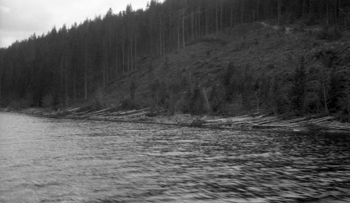 Tømmervelte ved strendene på Storsjøen i Rendalen, fotografert våren 1946. Fotografiet er tatt fra båt mot ei strand der det ligger en del tømmer, tilsynelatende nokså hulter til bulter. Ovenfor ses ei forholdsvis bratt hogstflate der det er gjensatt enkelte småtrær, særlig i sonen ned mot stranda. Øverst på denne flata skimtes en tømmerveg. Videre bortover lia står forholdsvis tett og velvokst barskog.