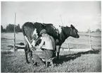 Skerike sn, Västerås, Skerikesby.
Mjölkning. 1930-tal.