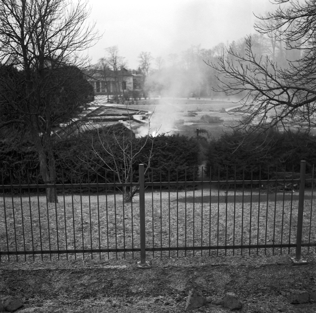 Botaniska trädgården, 200-åriga granhäckar klippas och brännas, Uppsala, november 1958