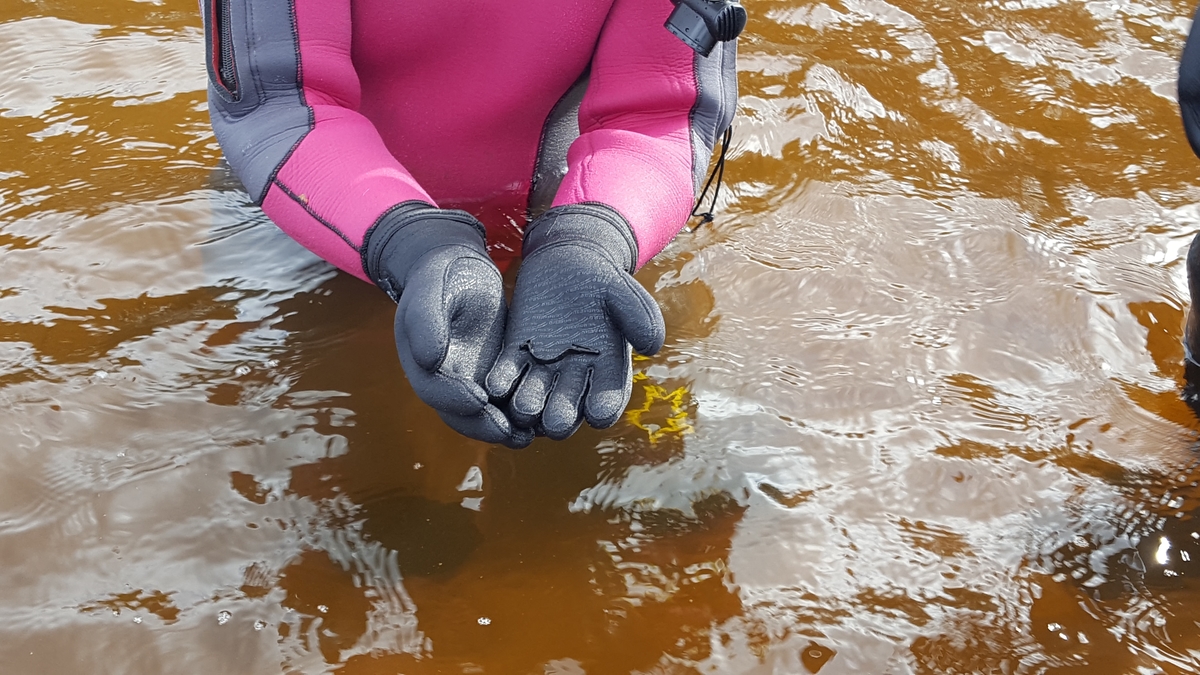 Bild tagen vid metalldetektering i sjön Vidöstern, Tånnö socken i Värnamo kommun.