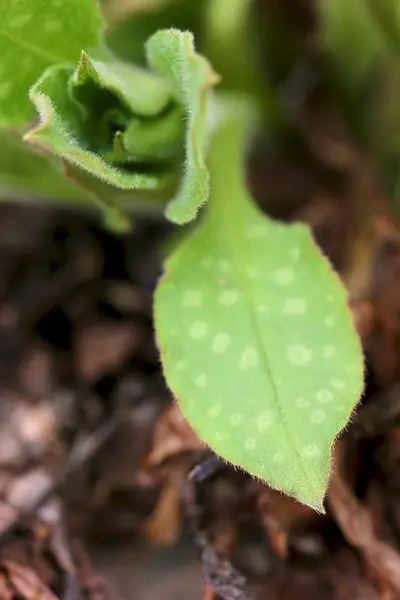 Lungeurtens blader har fasong som lunger.