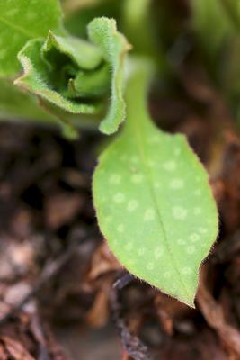 Lungeurtens blader har fasong som lunger.