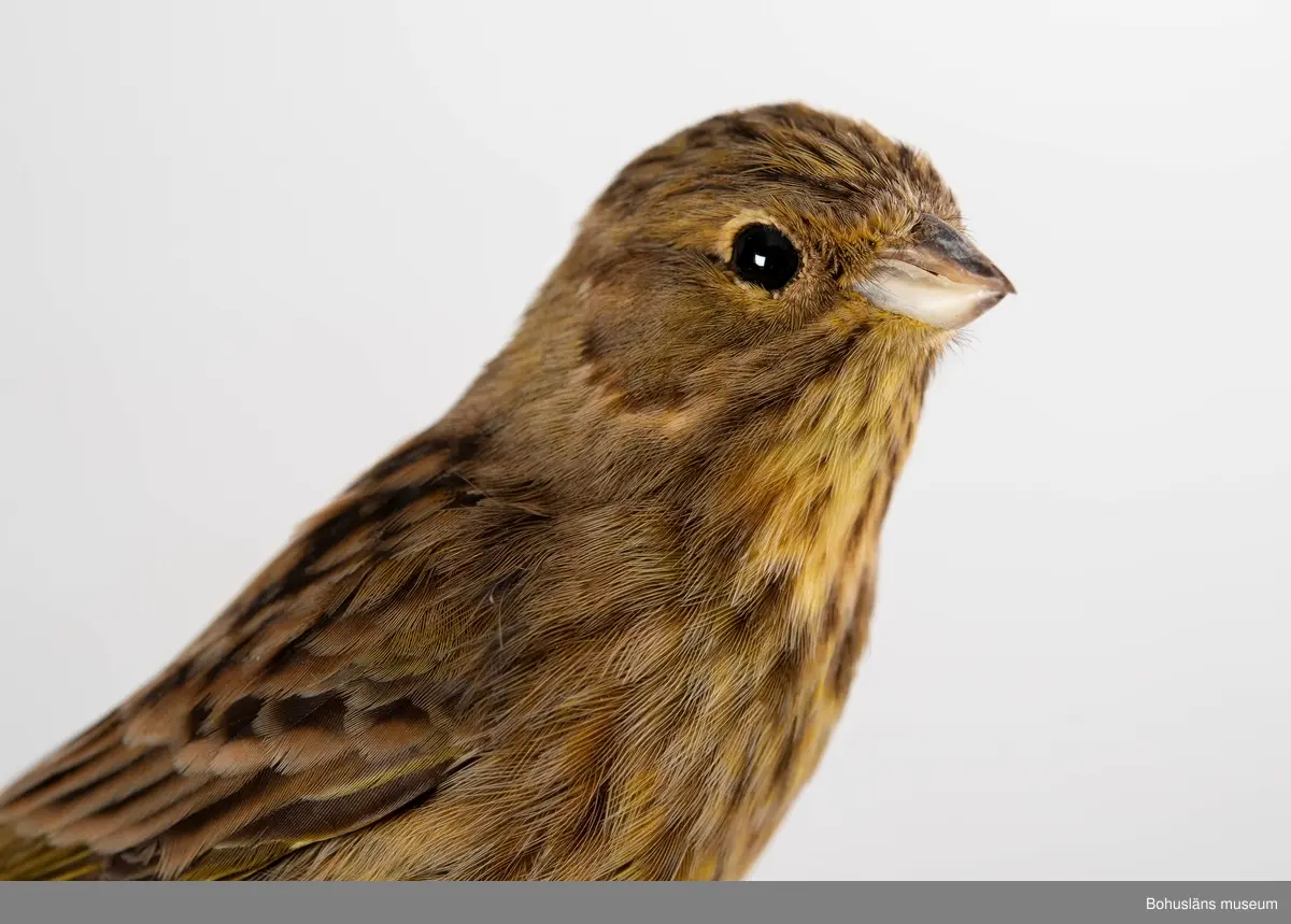 Vidhäftad etikett: M/832. Emberiza citrinella. Hona feb. 14 1995, Uddevalla K:n, Bohuslän, Sweden. Rune Hixén, Uddevalla Sweden. Vikt: 24 gr (ngt tunn), Totl: 173 mm. Prep: C. Jentzen, Hedekas, jan 2004.